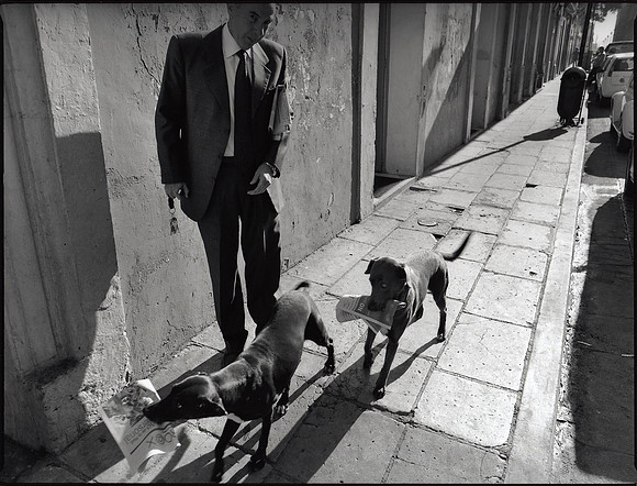 Newspaper Dogs