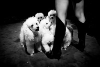 Poodles
